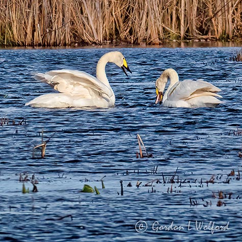 Swans In The Swale P1130161