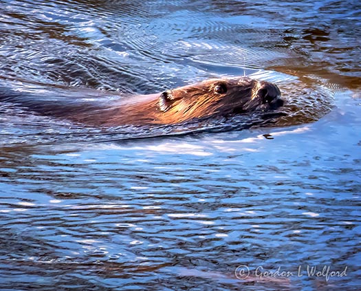 Beaver In The Swale P1130178