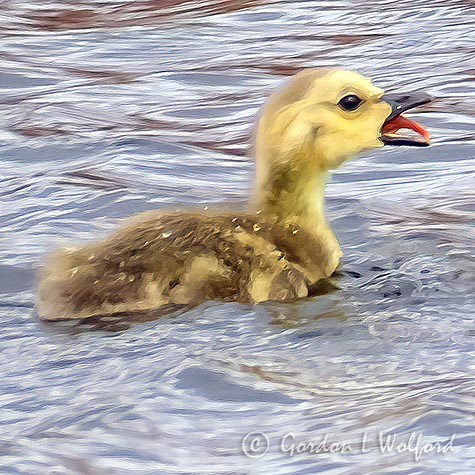 Gosling Sticking Out Its Tongue P1130463