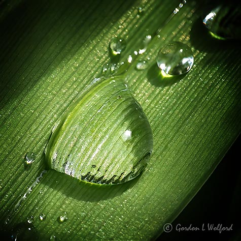 Wet Leaf Up Close P1130535-7