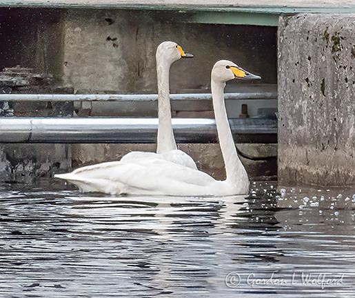 Town Swans Back In The Basin P1130864