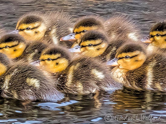 Brood Of Ducklings P1130838crop