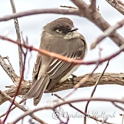 Eastern Phoebe P1110160