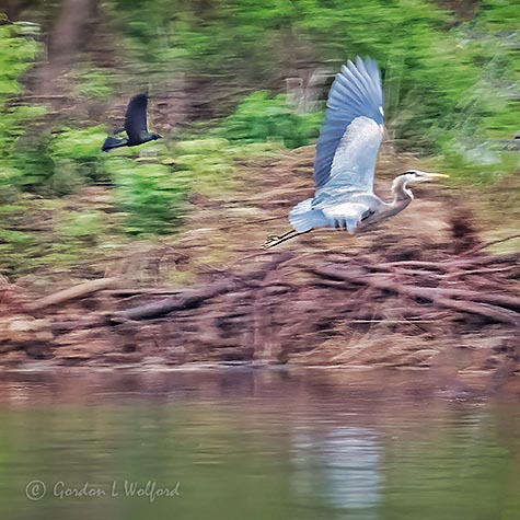 Grackle Chasing Heron P1140286
