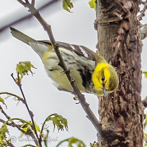 Black Throated Green Warbler P1140327