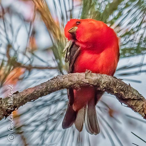 Scarlet Tanager Scratching An Itch P1140191