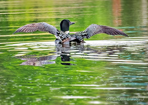 Loon Spreading Its Wings P1140647