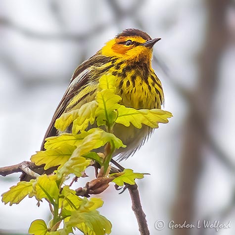 Cape May Warbler P1140706