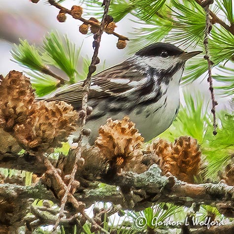 Blackpoll Warbler In A Tamarack Tree P1140692