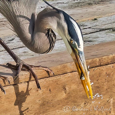 Heron With A Small Catch P1150046crop