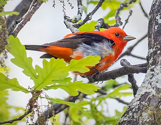 Scarlet Tanager P1150266