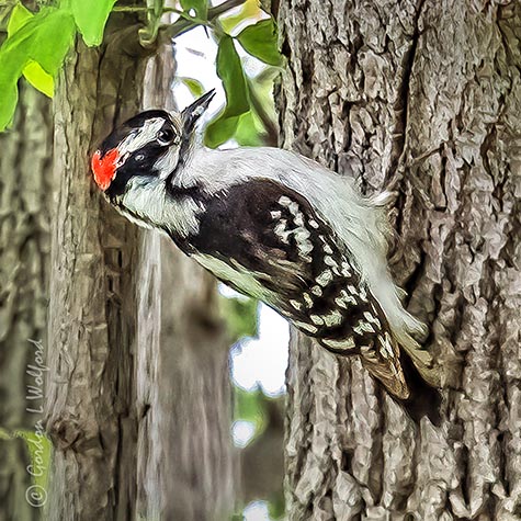 Male Downy Woodpecker P1150448