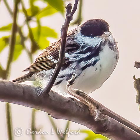 Blackpoll Warbler P1150377