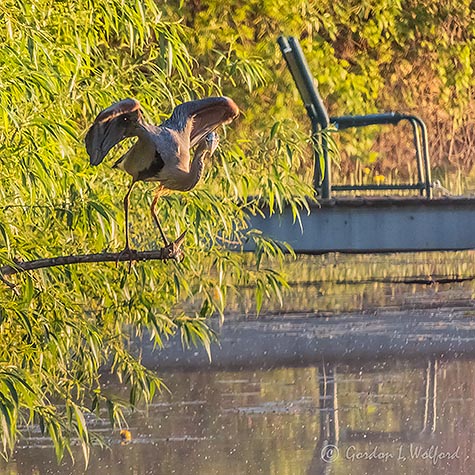 Heron Poised For Flight DSCN33769