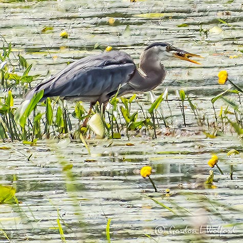 Heron Among Water Lilies With Catch DSCN33646