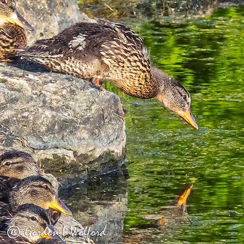 Duckling Indecision DSCN34436-7
