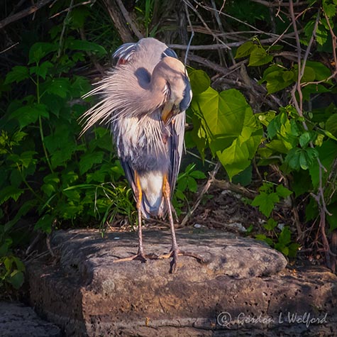 Heron On A Rock Preening DSCN34402