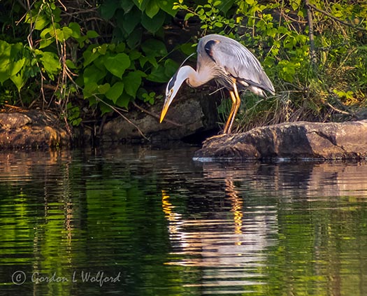 Heron On A Rock Reflected DSCN34702