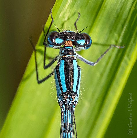 Five-legged Blue Damselfly Close Up DSCN34919
