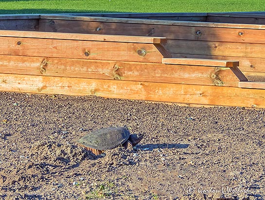 Bocce Ball Snapper DSCN34961-2
