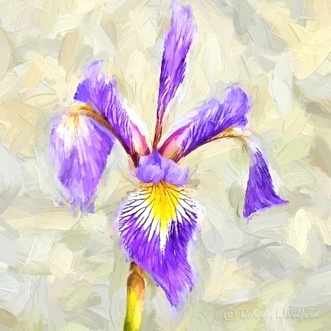 Swamp Iris Up Close DSCN34747 Art