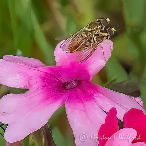 Two Hoverflies Getting Frisky DSCN35339