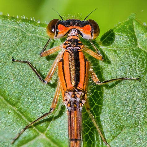 Red Damselfly Close Up DSCN35446-50