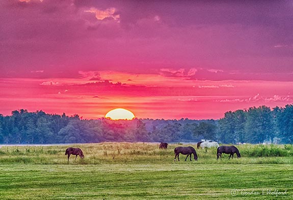 Grazing Horses At Sunrise P1420326-32