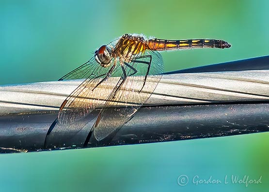Dragonfly On A Cable DSCN36240
