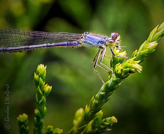 Damselfly On A Shrub DSCN36565-6