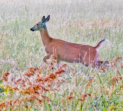 Running Deer P1420793