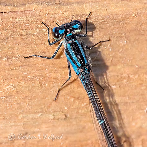 Blue Damselfly Closeup DSCN36703-8