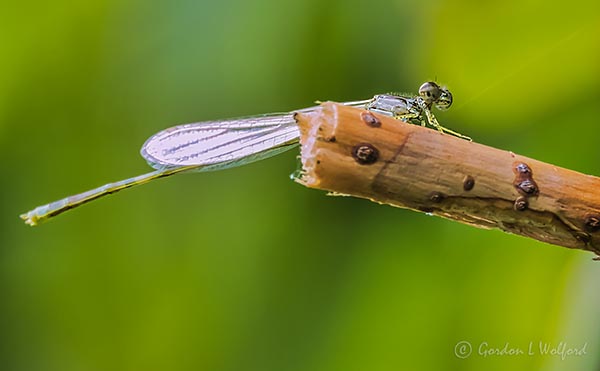 Damselfly On A Stick DSCN36957