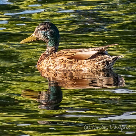 Molting Mallard DSCN37274