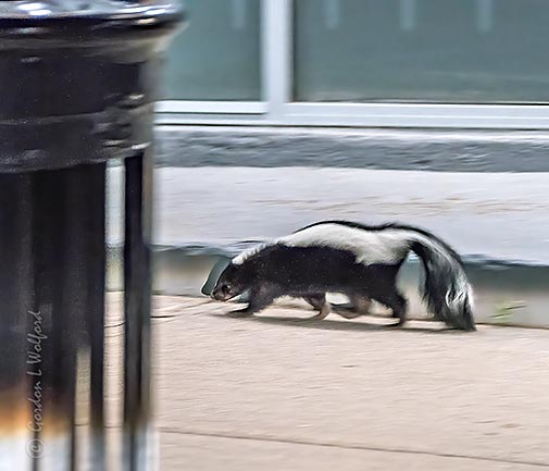 Pedestrian Skunk P1430077