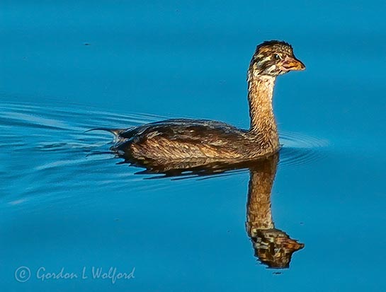Juvenile Pied-Billed Grebe DSCF32245