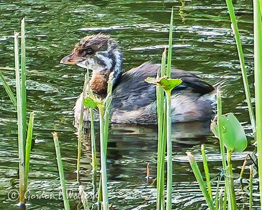 Grebe In The Grass DSCF32758