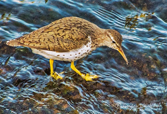 Spotted Sandpiper DSCF33205