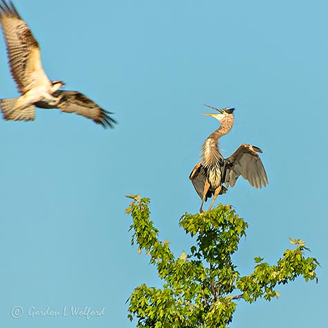 Osprey vs Great Blue Heron DSCN39094