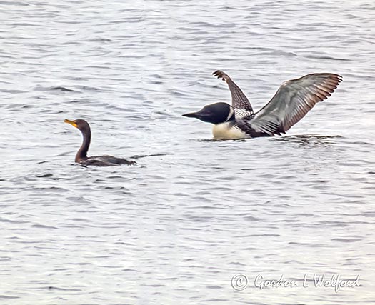 Loon Warning Off Cormorant P1000524