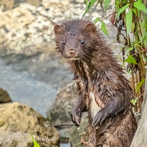 Mink Standing Up P1000735