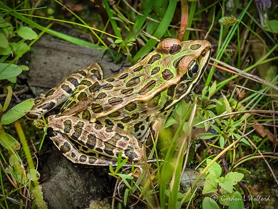 Northern Leopard Frog P1010226