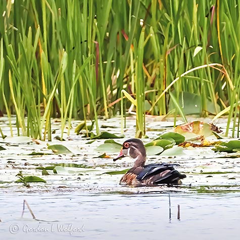 Wood Duck In The Swale DSCN00136