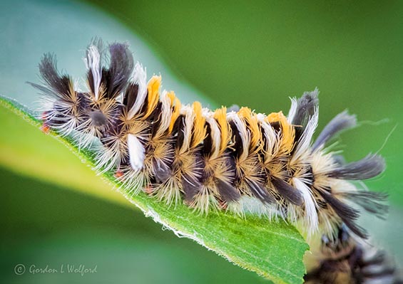 Milkweed Tussock Moth Caterpillar DSCN00234-5