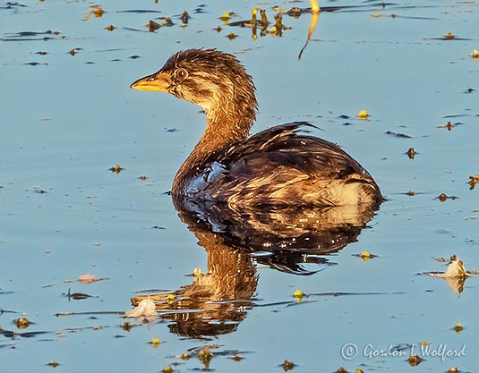Pied-billed Grebe DSCN00289