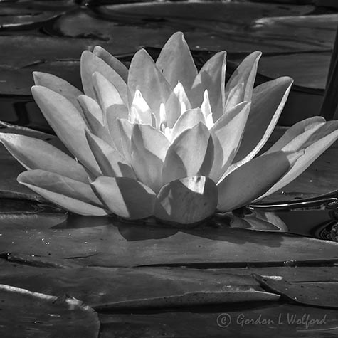 Water Lily DSCN00196-8BW
