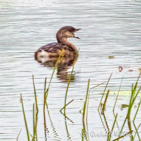 Yawning Grebe DSCN00717