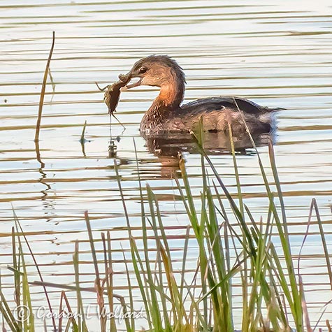 Grebe With Catch DSCN00867