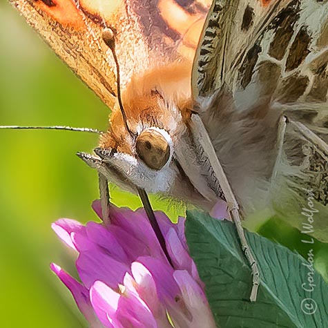 Painted Lady On A Pink Clover DSCN01091 (crop)