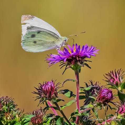 Cabbage Butterfly On A Purple Wildflower DSCN01005